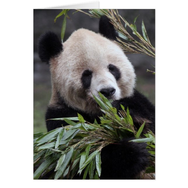 Azië, China Chongqing. Reuzenpanda (Voorkant)