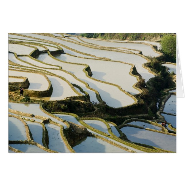 Azië, China, de provincie Yunnan, Yuanyang County. (Voorkant Horizontaal)