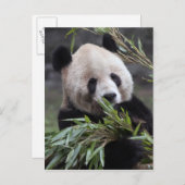 Azië, China en Chongqing. reuzenpanda Briefkaart (Voorkant / Achterkant)
