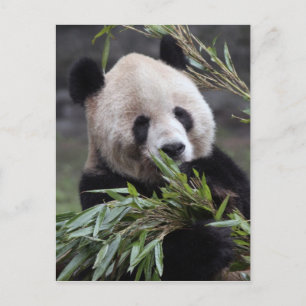 Azië, China en Chongqing. reuzenpanda Briefkaart