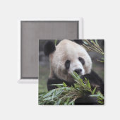 Azië, China en Chongqing. reuzenpanda Magneet (Voorkant / Achterkant)