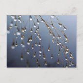 Azië, China | Huansan, Dewdrops Briefkaart (Voorkant)