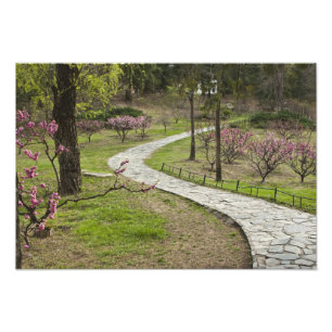 Azië, China, Peking. Lente bloeit langs Foto Afdruk