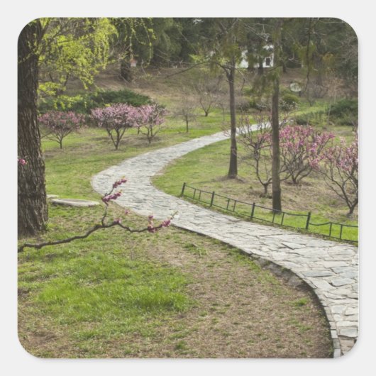 Azië, China, Peking. Lente bloesems Vierkante Sticker (Voorkant)