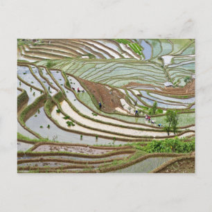 Azië, China, Yunnan, Jinping. Inheemse Yi mensen Briefkaart