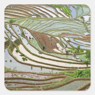 Azië, China, Yunnan, Jinping. Inheemse Yi mensen Vierkante Sticker