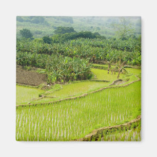Azië, China, Yunnan Provincie, Honghe. Banaan Magneet