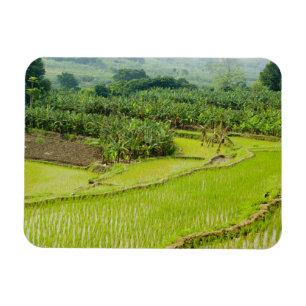 Azië, China, Yunnan Provincie, Honghe. Banaan Magneet