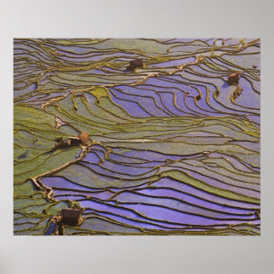 Azië, China, Yunnan provincie, Yuanyang. Overstroo Poster