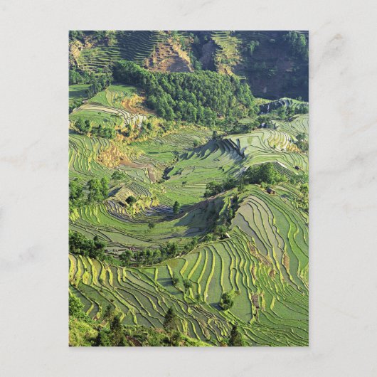 Azië, China, Yunnan, Yuanyang. Groen patroon Briefkaart (Voorkant)