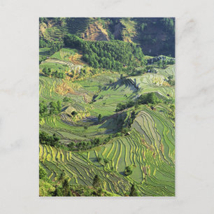 Azië, China, Yunnan, Yuanyang. Groen patroon Briefkaart