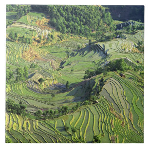 Azië, China, Yunnan, Yuanyang. Groen patroon Tegeltje