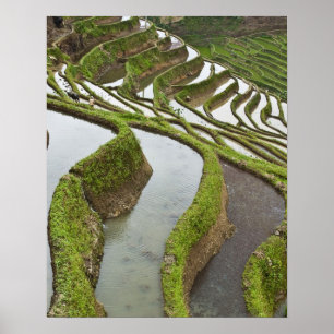 Azië, China, Yunnan, Yuanyang. Ondergelopen rijst Poster