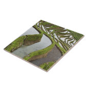 Azië, China, Yunnan, Yuanyang. Overstromde rijst Tegeltje (Zijkant)