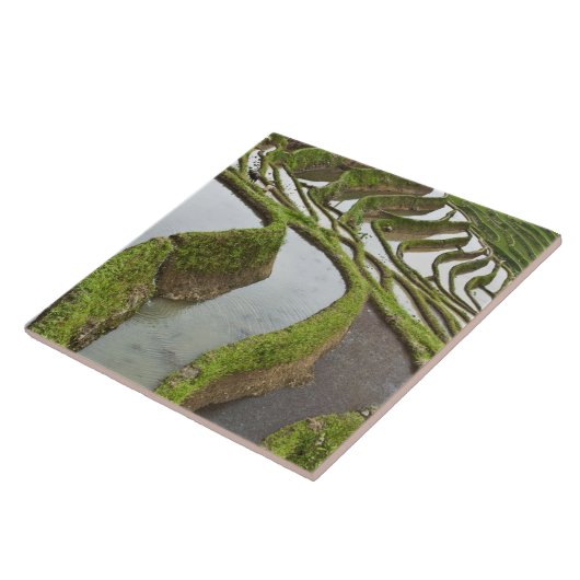 Azië, China, Yunnan, Yuanyang. Overstromde rijst Tegeltje (Zijkant)