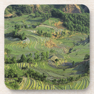 Azië, China, Yunnan, Yuanyang. Patroon van groen 2 Bier Onderzetter