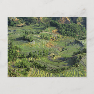Azië, China, Yunnan, Yuanyang. Patroon van groen 2 Briefkaart