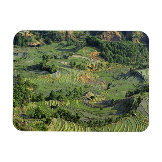 Azië, China, Yunnan, Yuanyang. Patroon van groen 2 Magneet (Horizontaal)