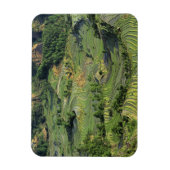 Azië, China, Yunnan, Yuanyang. Patroon van groen 2 Magneet (Verticaal)