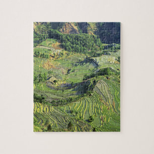 Azië, China, Yunnan, Yuanyang. Patroon van groen Legpuzzel