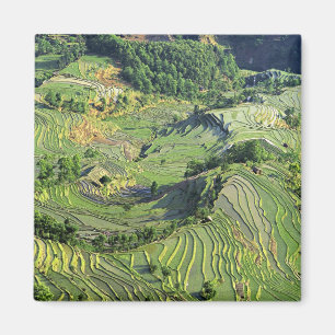 Azië, China, Yunnan, Yuanyang. Patroon van groen Magneet