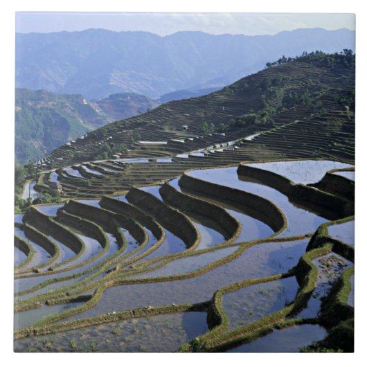 Azië, China, Yunnan, Yuanyang. robuust Tegeltje (Voorkant)