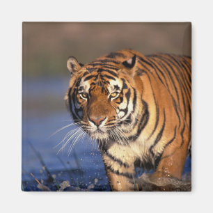 AZIË, India, Bengaalse tijger Panthera tigris) Magneet