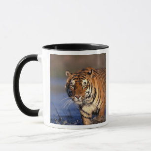 AZIË, India, Bengaalse tijger Panthera tigris) Mok