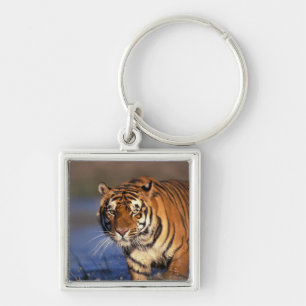 AZIË, India, Bengaalse tijger Panthera tigris) Sleutelhanger