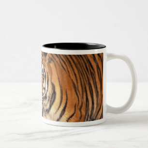 AZIË, India, Bengaalse Tijger Panthera tigris) Tweekleurige Koffiemok