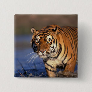 AZIË, India, Bengaalse tijger Panthera tigris) Vierkante Button 5,1 Cm
