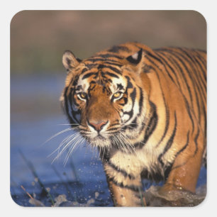 AZIË, India, Bengaalse tijger Panthera tigris) Vierkante Sticker