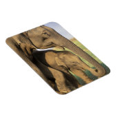 Azië, India, Nargahole National Park. Indiaas Magneet (Rechterzijde)