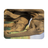 Azië, India, Nargahole National Park. Indiaas Magneet (Horizontaal)