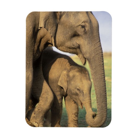 Azië, India, Nargahole National Park. Indiaas Magneet (Verticaal)