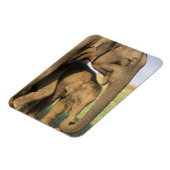 Azië, India, Nargahole National Park. Indiaas Magneet (Linkerzijde)