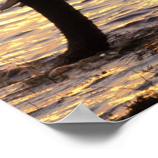 Azië, India, Nargahole National Park. Indiaas Poster (Hoek)