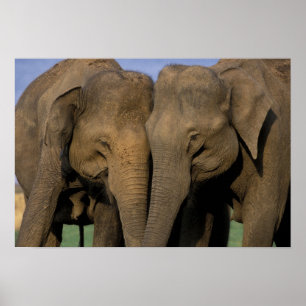 Azië, India, Nargahole National Park. Indische 2 Poster