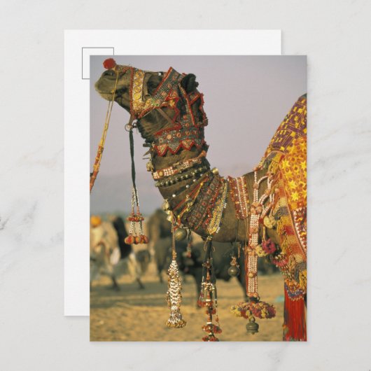 Azië, India, Pushkar. Camel Shamu , Pushkar Briefkaart (Voorkant / Achterkant)