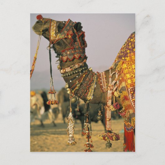 Azië, India, Pushkar. Camel Shamu , Pushkar Briefkaart (Voorkant)
