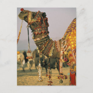 Azië, India, Pushkar. Kameel Shamu, Pushkar Briefkaart
