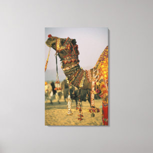 Azië, India, Pushkar. Kameel Shamu , Pushkar Canvas Afdruk