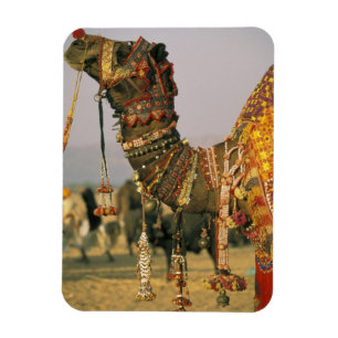 Azië, India, Pushkar. Kameel Shamu, Pushkar Magneet