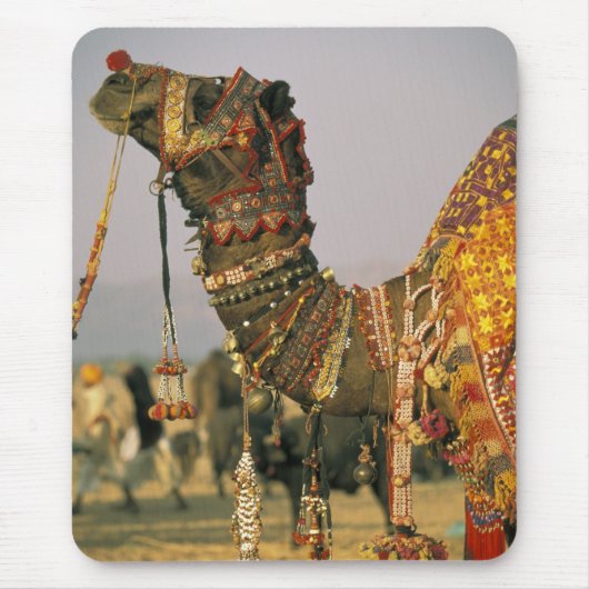 Azië, India, Pushkar. Kameel Shamu, Pushkar Muismat (Voorkant)