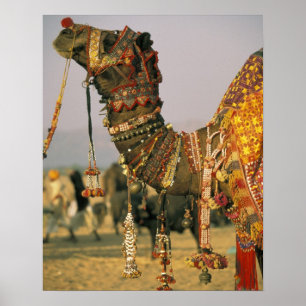 Azië, India, Pushkar. Kameel Shamu, Pushkar Poster