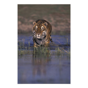 AZIË, India Tijger loopt door het water Foto Afdruk