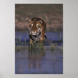 AZIË, India Tijger loopt door het water Poster