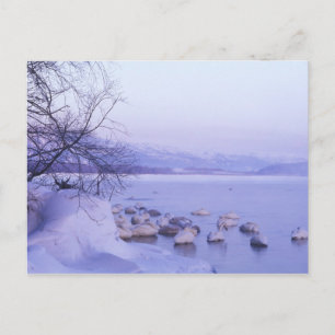 Azië, Japan, Hokkaido, Akan NP, Grote Zwanen Briefkaart