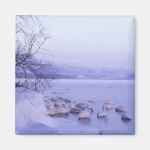 Azië, Japan, Hokkaido, Akan NP, Grote Zwanen Magneet