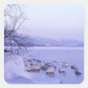 Azië, Japan, Hokkaido, Akan NP, Whopper Swans Vierkante Sticker